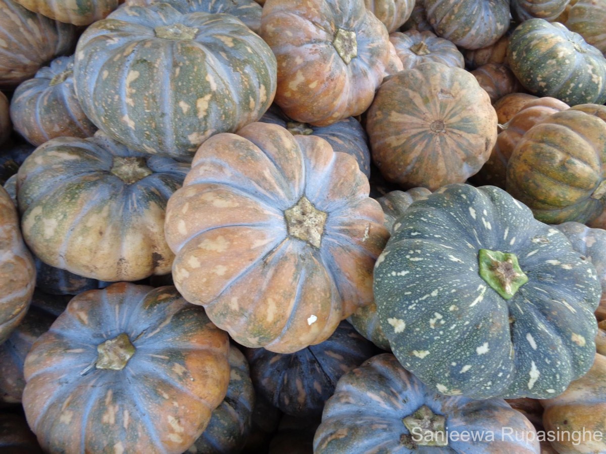 Cucurbita maxima Duchesne